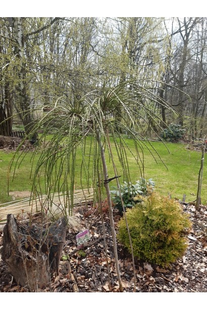 Туя складчаста Віпкорд на штамбі в ландшафті